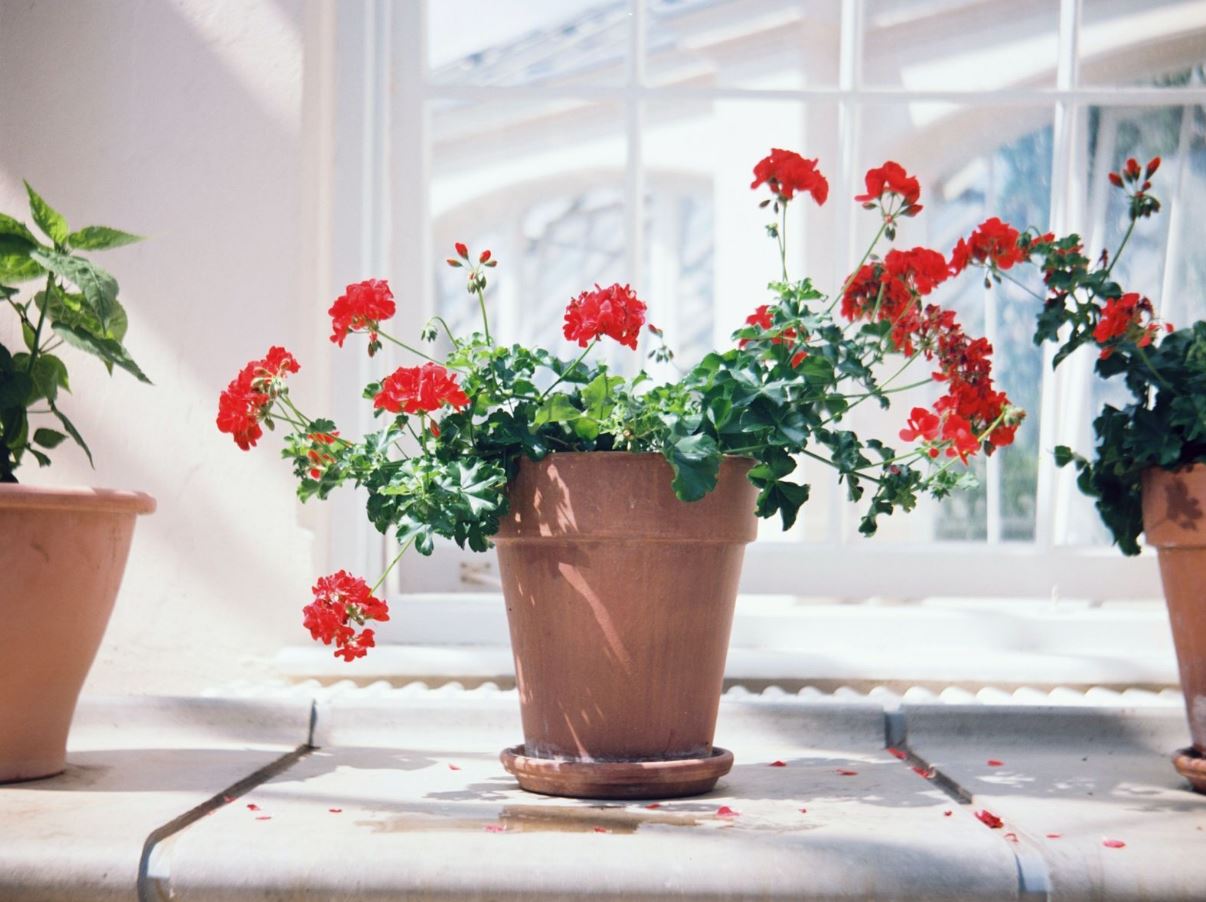 7 loại cây trồng trong nhà có thể đem lại vận xui, trước khi mua hãy cân nhắc kỹ- Ảnh 2. 7 loại cây trồng trong nhà có thể đem lại vận xui, trước khi mua hãy cân nhắc kỹ- Ảnh 2.