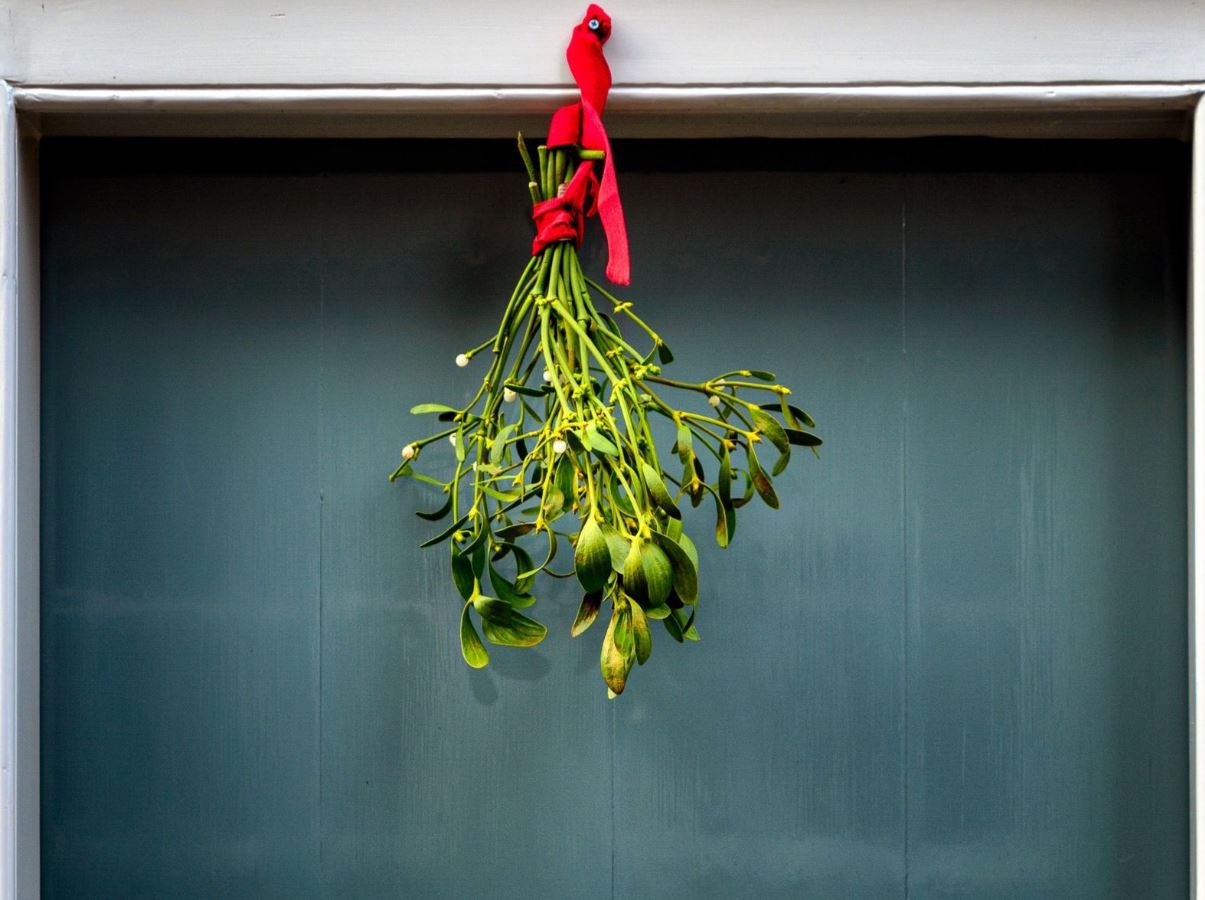 7 loại cây trồng trong nhà có thể đem lại vận xui, trước khi mua hãy cân nhắc kỹ- Ảnh 4. 7 loại cây trồng trong nhà có thể đem lại vận xui, trước khi mua hãy cân nhắc kỹ- Ảnh 4.