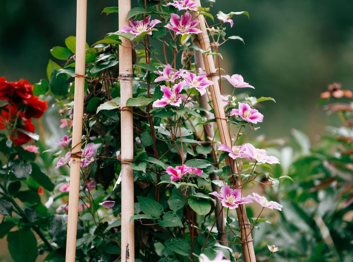 7 loại cây trồng trong nhà có thể đem lại vận xui, trước khi mua hãy cân nhắc kỹ- Ảnh 3. 7 loại cây trồng trong nhà có thể đem lại vận xui, trước khi mua hãy cân nhắc kỹ- Ảnh 3.