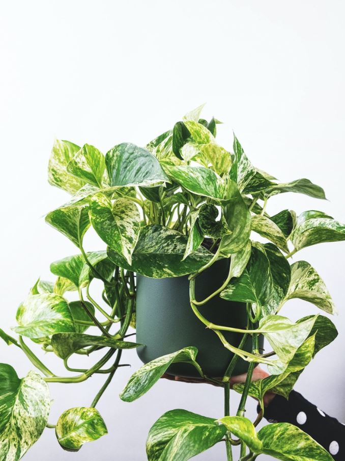 7 loại cây trồng trong nhà có thể đem lại vận xui, trước khi mua hãy cân nhắc kỹ- Ảnh 5. 7 loại cây trồng trong nhà có thể đem lại vận xui, trước khi mua hãy cân nhắc kỹ- Ảnh 5.