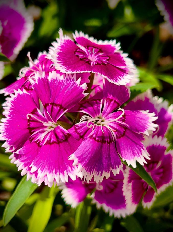 7 loại cây trồng trong nhà có thể đem lại vận xui, trước khi mua hãy cân nhắc kỹ- Ảnh 7. 7 loại cây trồng trong nhà có thể đem lại vận xui, trước khi mua hãy cân nhắc kỹ- Ảnh 7.