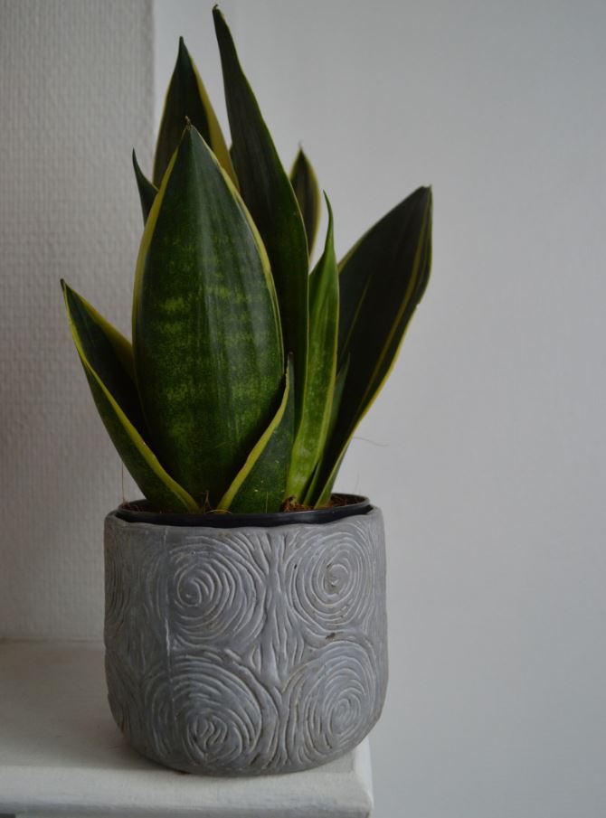 7 loại cây trồng trong nhà có thể đem lại vận xui, trước khi mua hãy cân nhắc kỹ- Ảnh 6. 7 loại cây trồng trong nhà có thể đem lại vận xui, trước khi mua hãy cân nhắc kỹ- Ảnh 6.