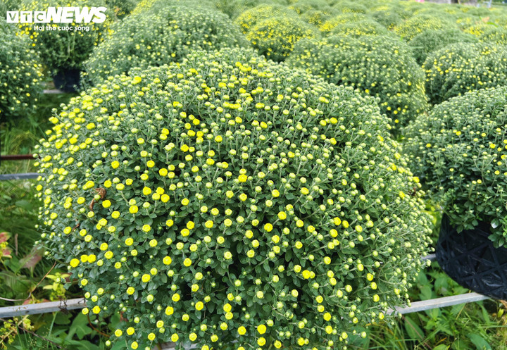 Hoa Tết nở sớm, nhà vườn đứng ngồi không yên- Ảnh 2.