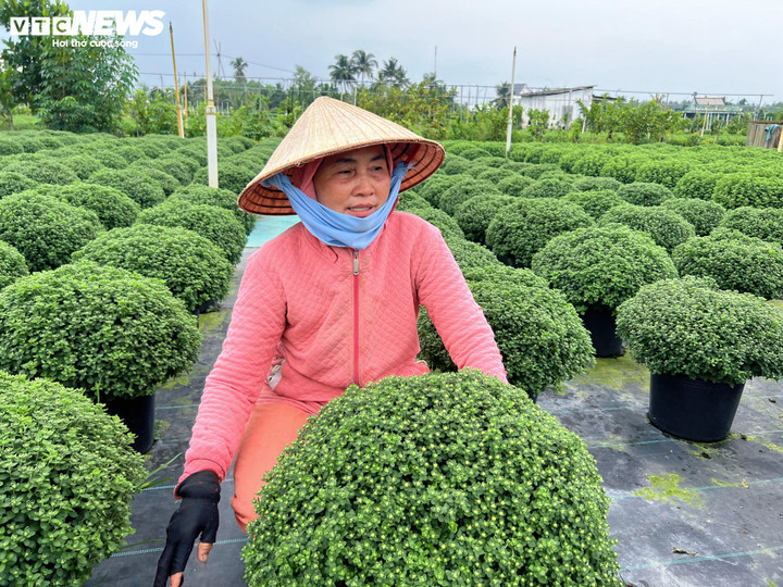 Hoa Tết nở sớm, nhà vườn đứng ngồi không yên- Ảnh 3.
