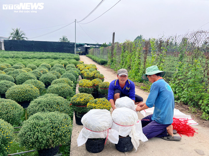 Hoa Tết nở sớm, nhà vườn đứng ngồi không yên- Ảnh 4.