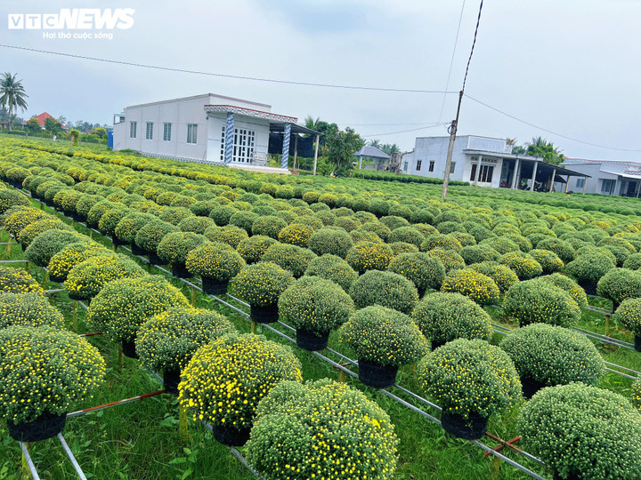 Hoa Tết nở sớm, nhà vườn đứng ngồi không yên- Ảnh 5.
