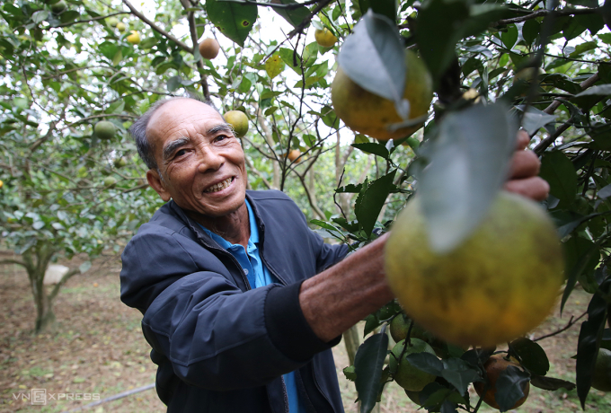 Ông Bế Văn Mai bên cây cam cho quả chín. Ảnh: Đắc Thành