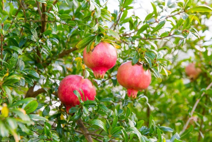 Những tập tục kỳ lạ mừng năm mới trên thế giới- Ảnh 7.