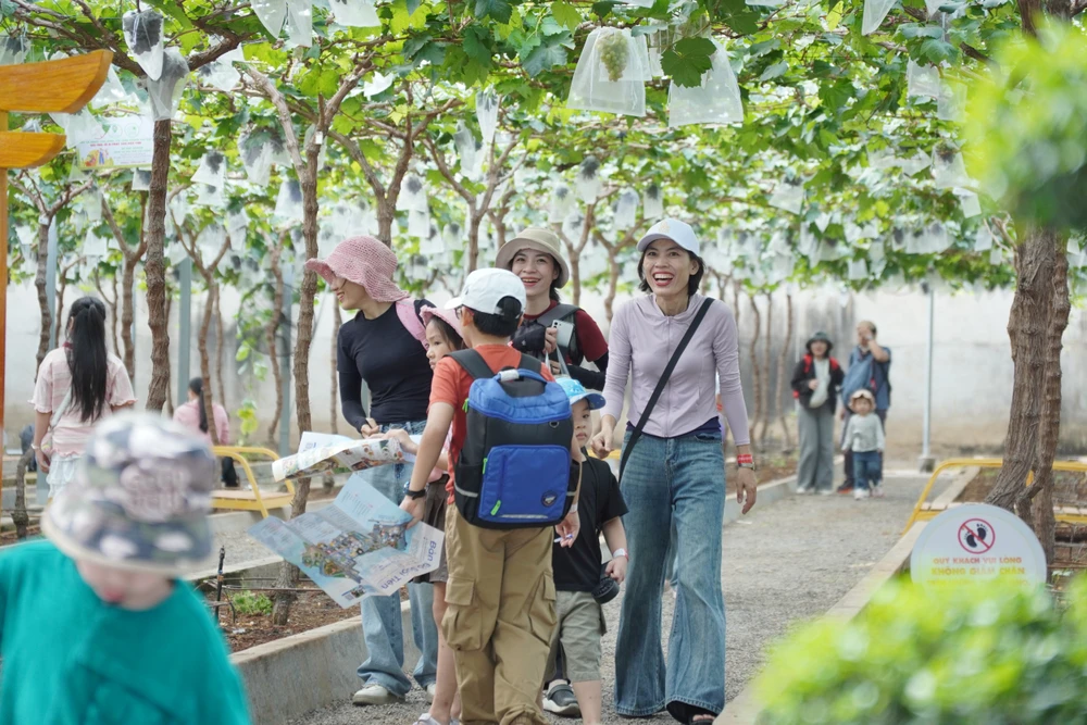 Nhiều gia đình tham quan, chụp ảnh lưu niệm tại vườn nho đang vào mùa trái chín trong khuôn viên khu du lịch. TP.HCM-13.JPG