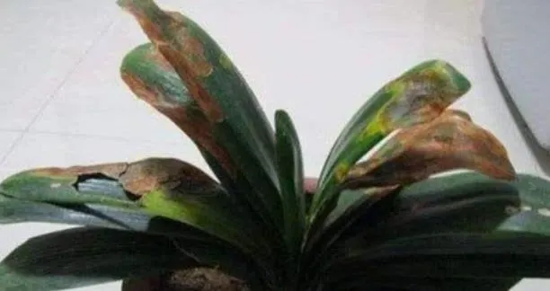 Bị vẻ đẹp đánh lừa, tôi đã trồng lan Clivia và gặp ngay 4 cú sốc khiến phải bỏ lập tức- Ảnh 3.