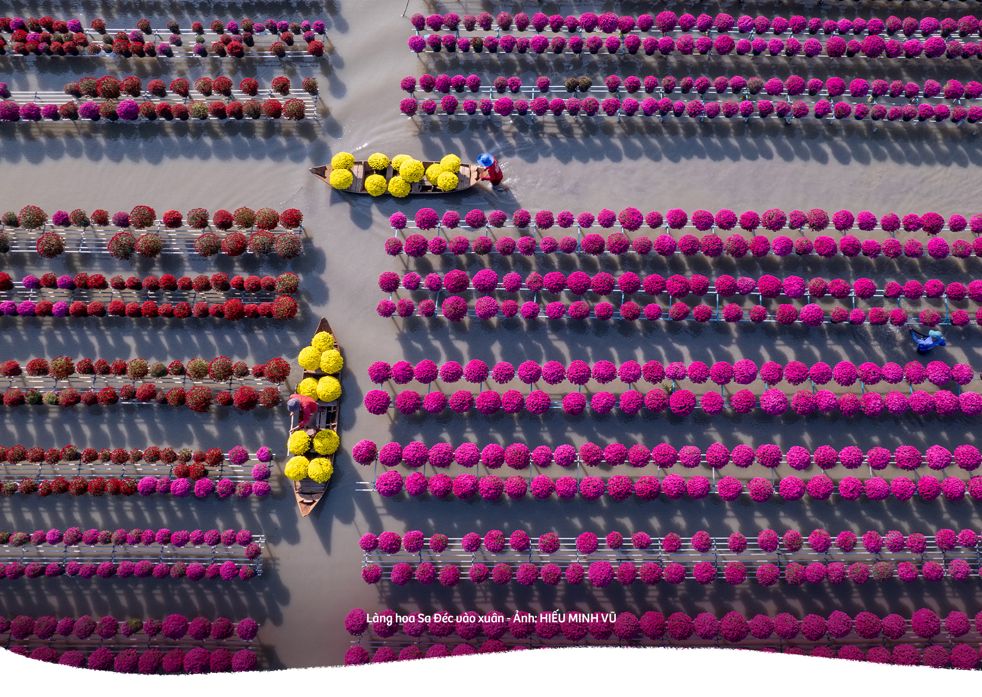 Hoa kiểng Sa Đéc: Giữ gốc rễ - mở lối tương lai - Ảnh 12.