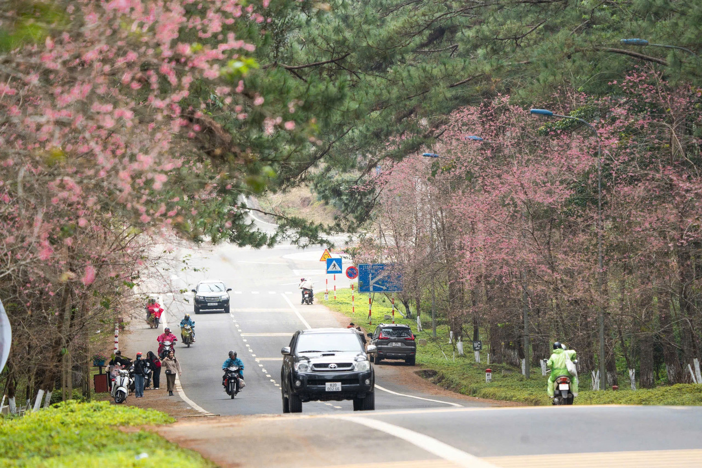Du khách nườm nượp đổ về Măng Đen ngắm hoa anh đào nở rộ- Ảnh 5.