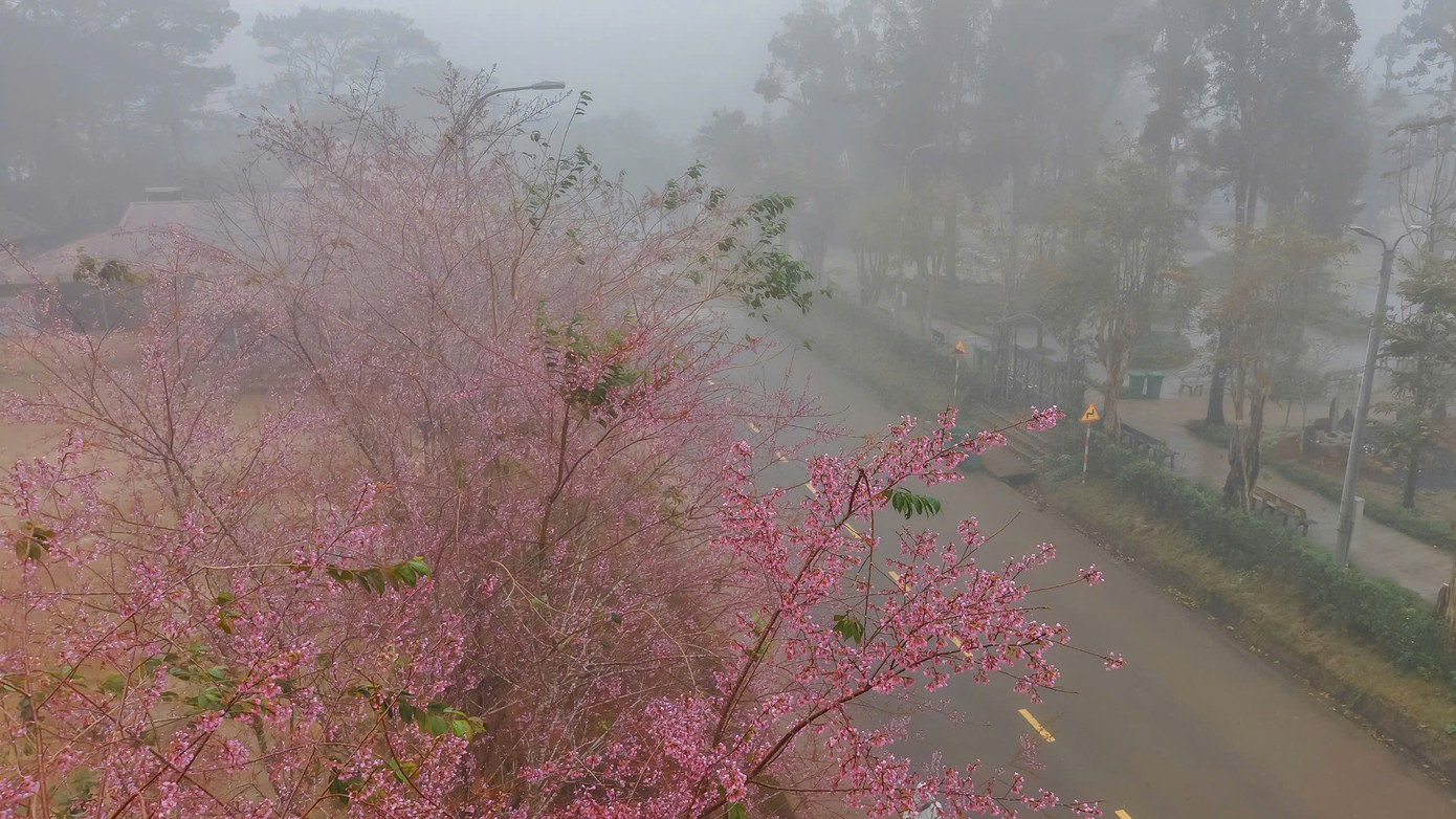 Du khách nườm nượp đổ về Măng Đen ngắm hoa anh đào nở rộ- Ảnh 7.