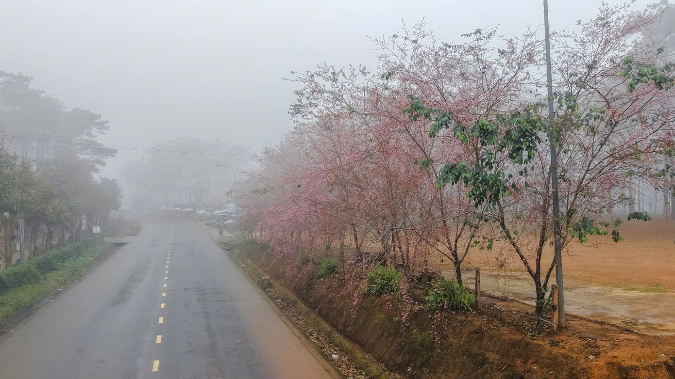 Du khách nườm nượp đổ về Măng Đen ngắm hoa anh đào nở rộ- Ảnh 8.