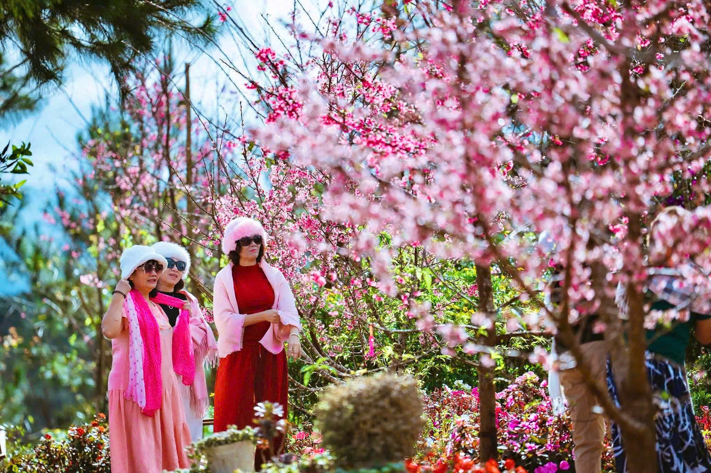 Du khách nườm nượp đổ về Măng Đen ngắm hoa anh đào nở rộ- Ảnh 13.