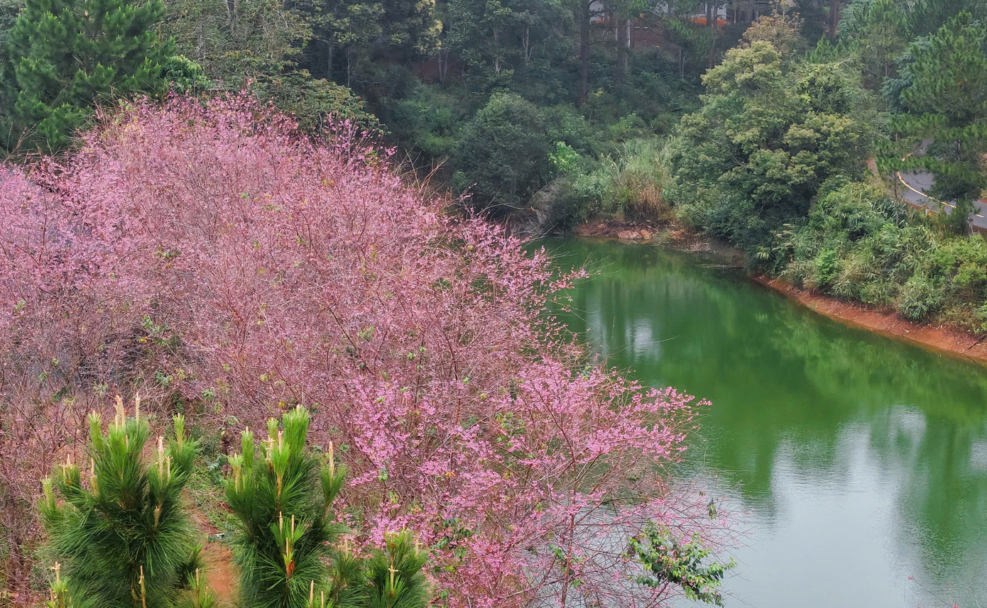 Du khách nườm nượp đổ về Măng Đen ngắm hoa anh đào nở rộ- Ảnh 15.