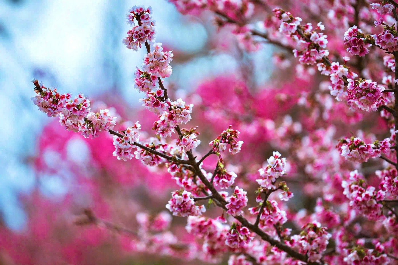 Du khách nườm nượp đổ về Măng Đen ngắm hoa anh đào nở rộ- Ảnh 18.