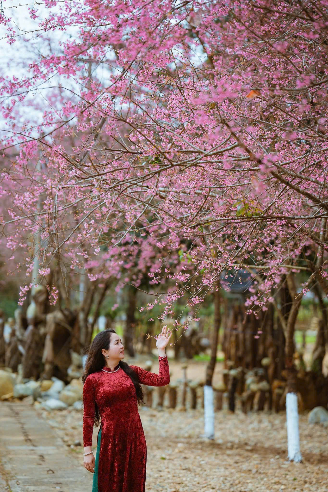 Du khách nườm nượp đổ về Măng Đen ngắm hoa anh đào nở rộ- Ảnh 19.