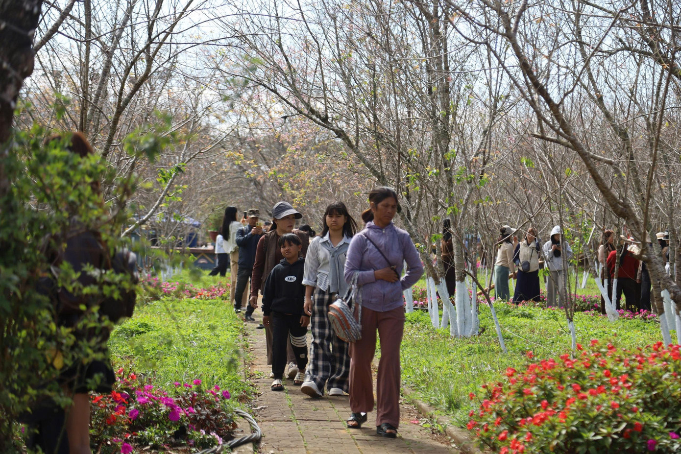 Du khách nườm nượp đổ về Măng Đen ngắm hoa anh đào nở rộ- Ảnh 23.