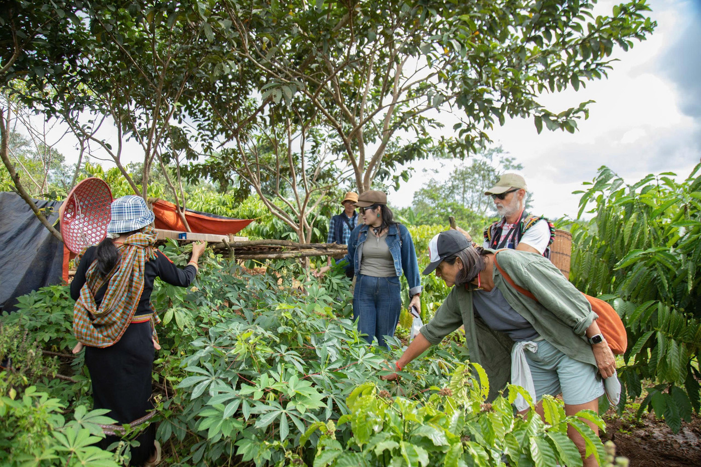 Khách Tây mê tít trải nghiệm lên rẫy bằng xe công nông 'Lamborghini Ê Đê'- Ảnh 9.