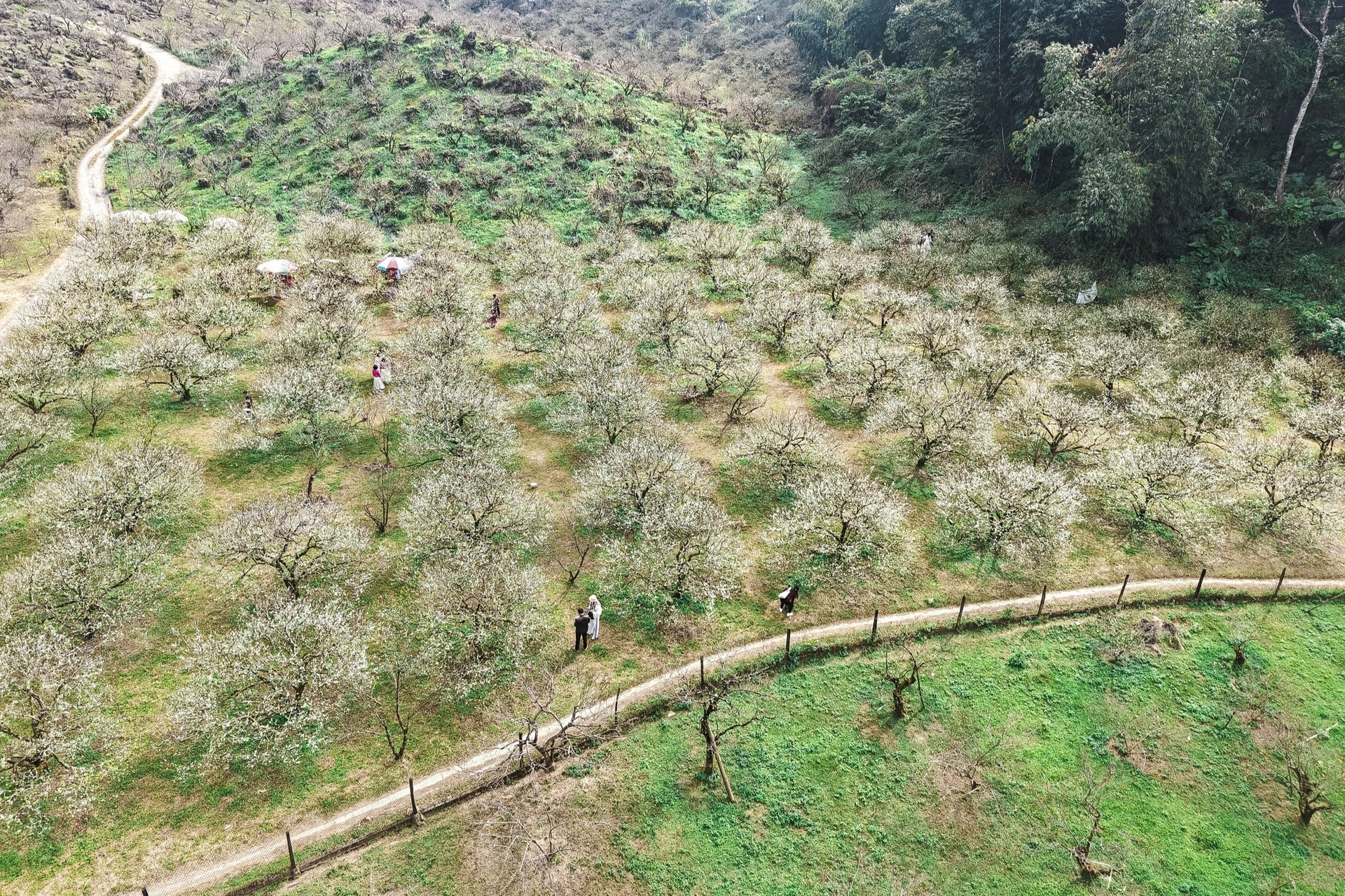 Hoa mận nở trắng Mộc Châu, du khách như lạc vào miền cổ tích - 2