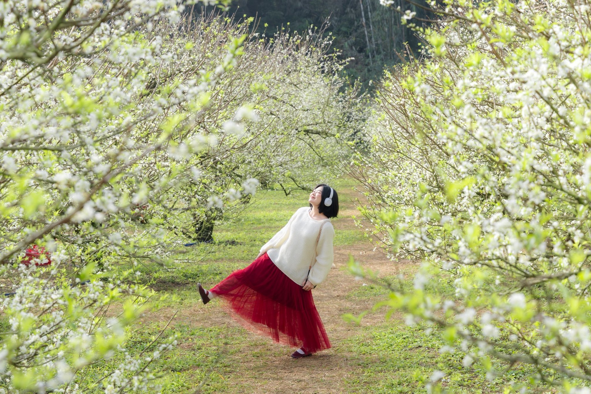 Hoa mận nở trắng Mộc Châu, du khách như lạc vào miền cổ tích - 3