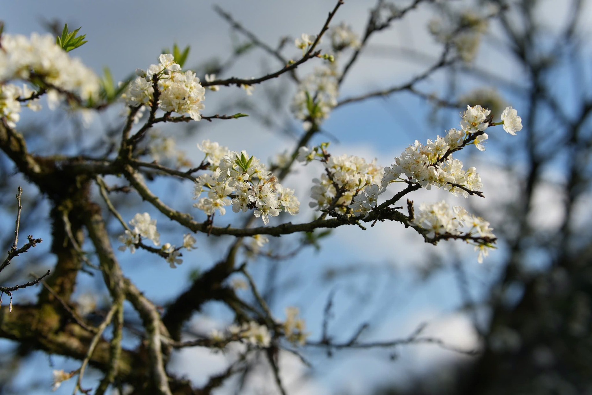 Hoa mận nở trắng Mộc Châu, du khách như lạc vào miền cổ tích - 4