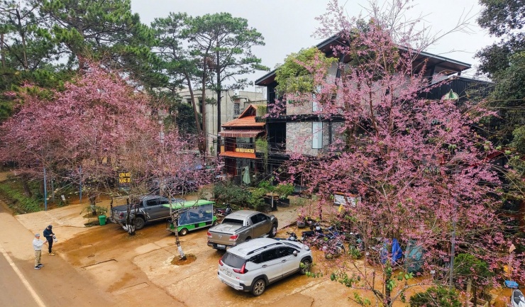 Du khách nườm nượp đổ về Măng Đen ngắm hoa anh đào nở rộ - 4