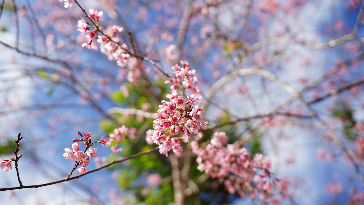 Du khách nườm nượp đổ về Măng Đen ngắm hoa anh đào nở rộ - 16