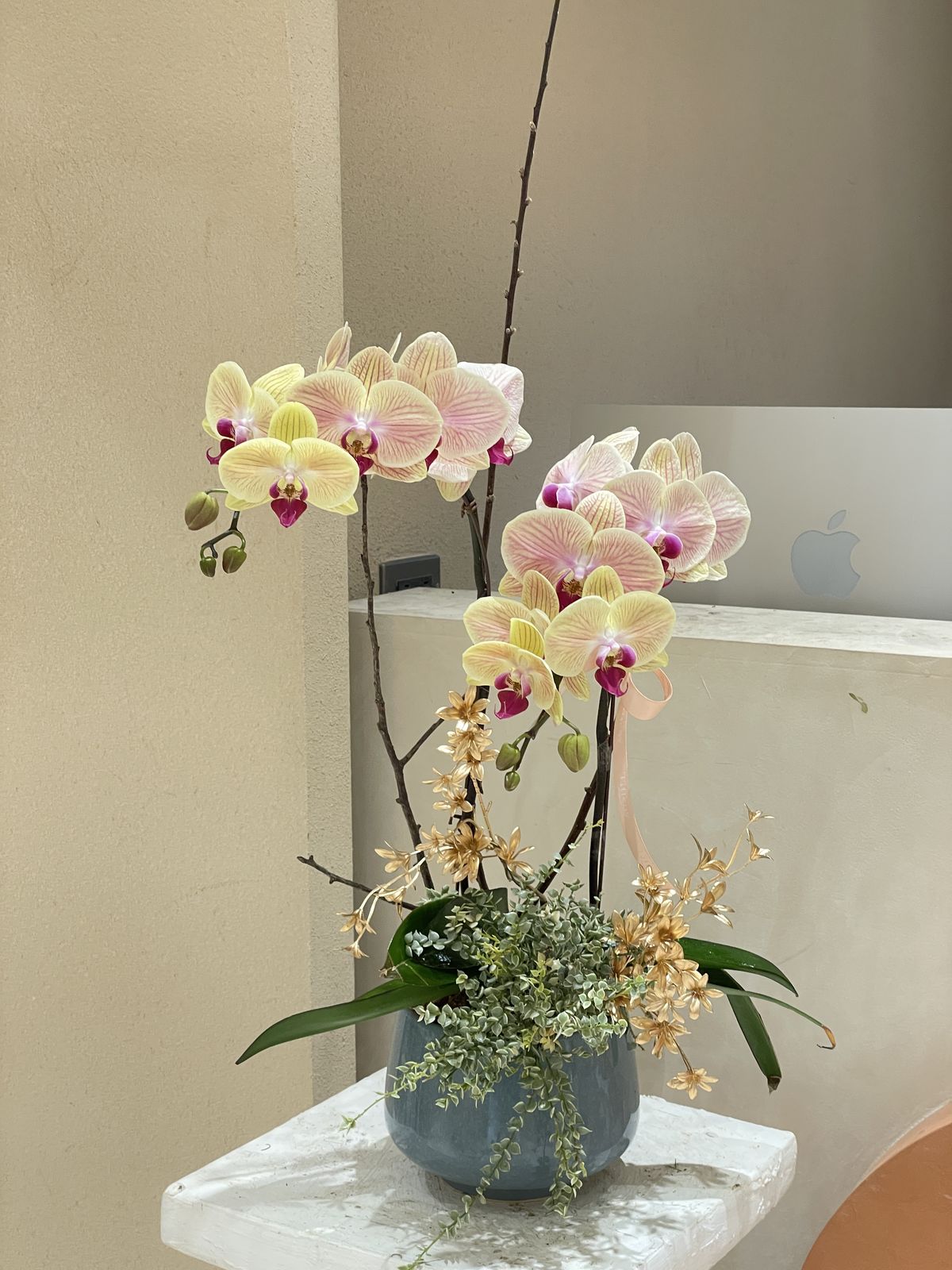 5 loại hoa 5 loại hoa