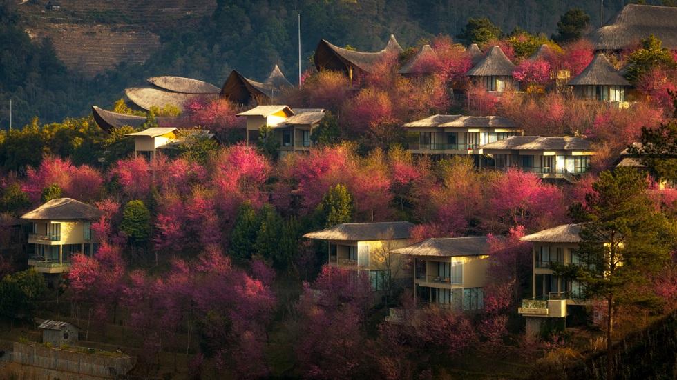 Gợi ý lịch trình cho khách săn hoa tớ dày ở Mù Cang Chải - 7