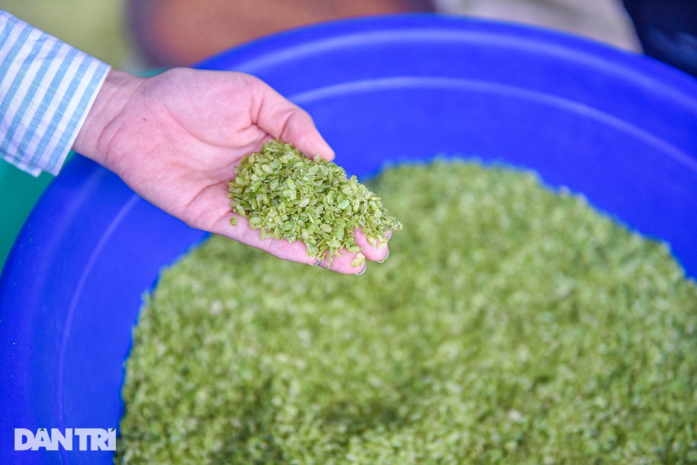 Gợi ý lịch trình cho khách săn hoa tớ dày ở Mù Cang Chải - 9