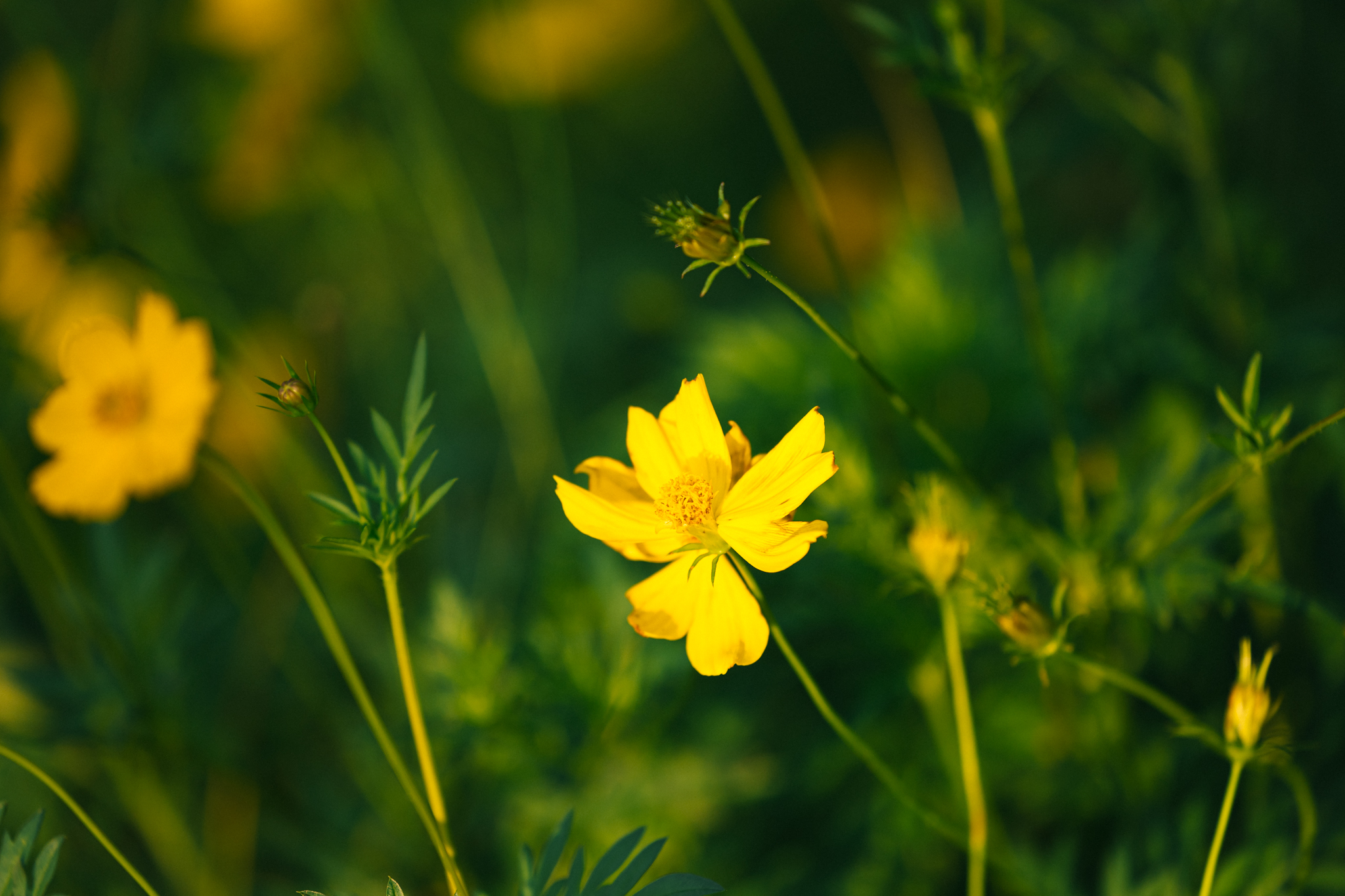 Ảnh, clip: Hà Nội và TP.HCM thật lạ trong sáng đầu năm 2026- Ảnh 23.