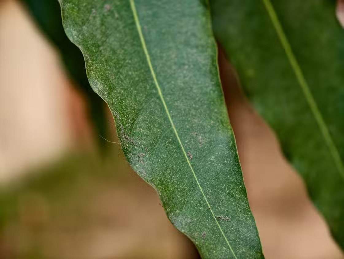 Chuyên gia công nghệ: 