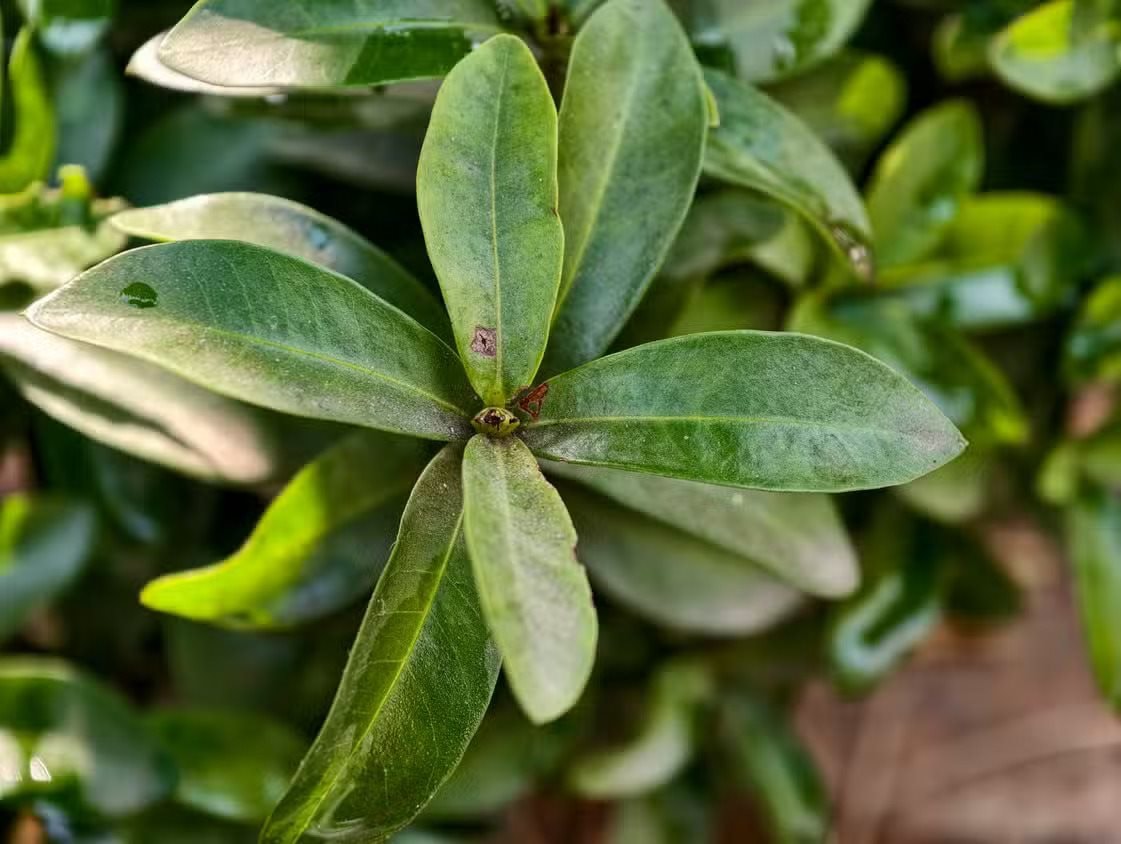 Chuyên gia công nghệ: 