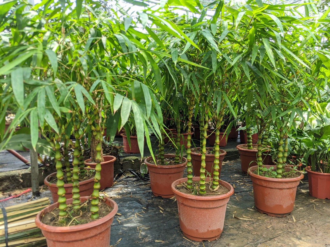 2 loại cây nên trồng trước cửa nhà vào năm mới: 