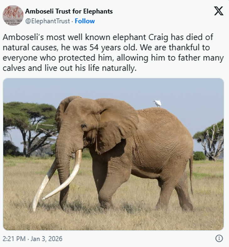 Voi 'siêu ngà' nổi tiếng thế giới qua đời - Ảnh 3.