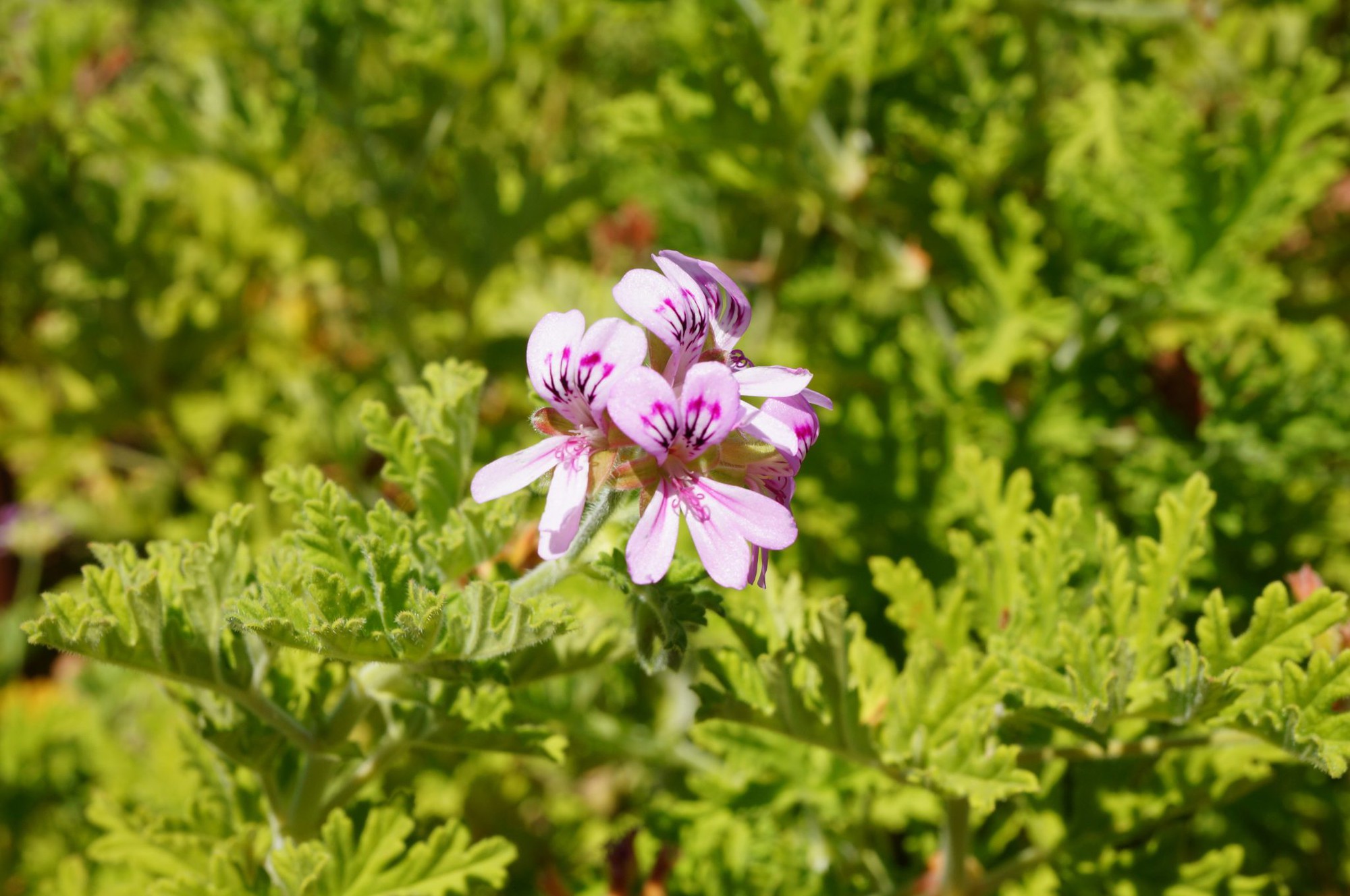 9 loại cây đuổi côn trùng tốt nhất cho năm mới 2026: Dễ trồng chưa từng thấy!- Ảnh 7.