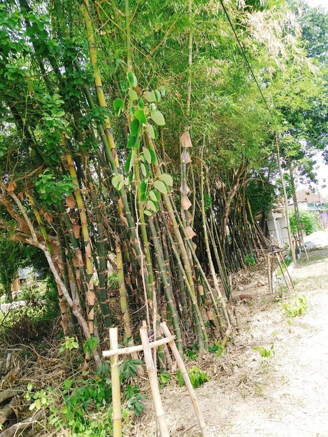 4 cây dễ gọi rắn vào nhà- Ảnh 2.