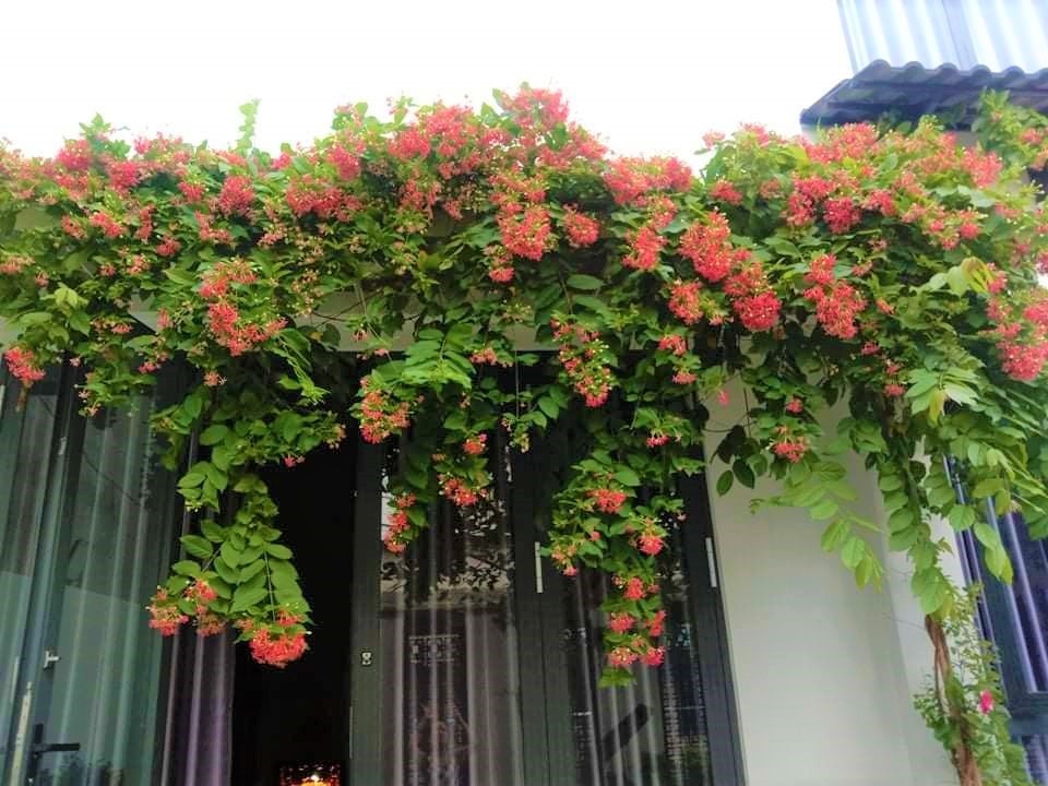 4 cây dễ gọi rắn vào nhà- Ảnh 3.