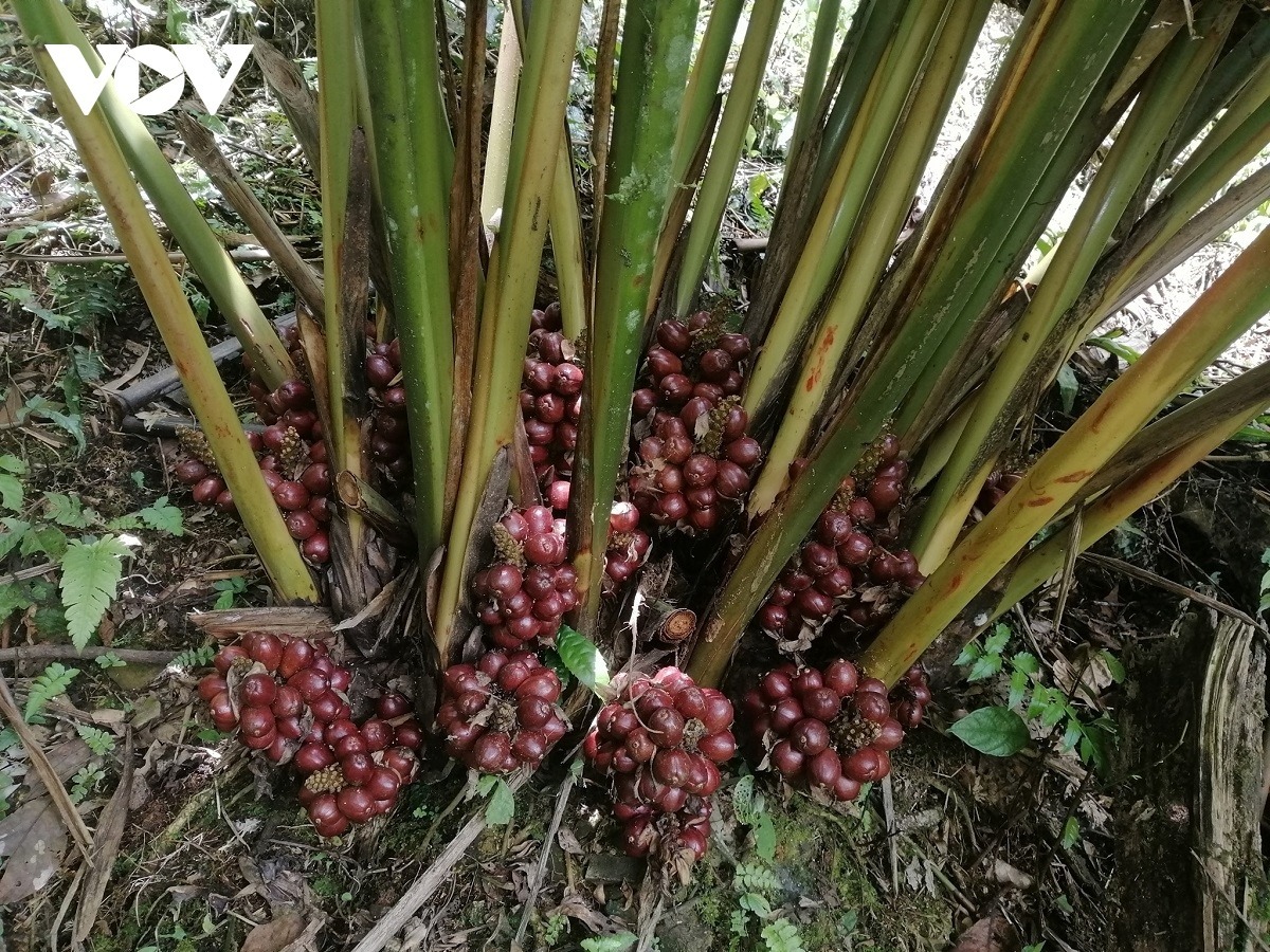 4 cây dễ gọi rắn vào nhà- Ảnh 4.