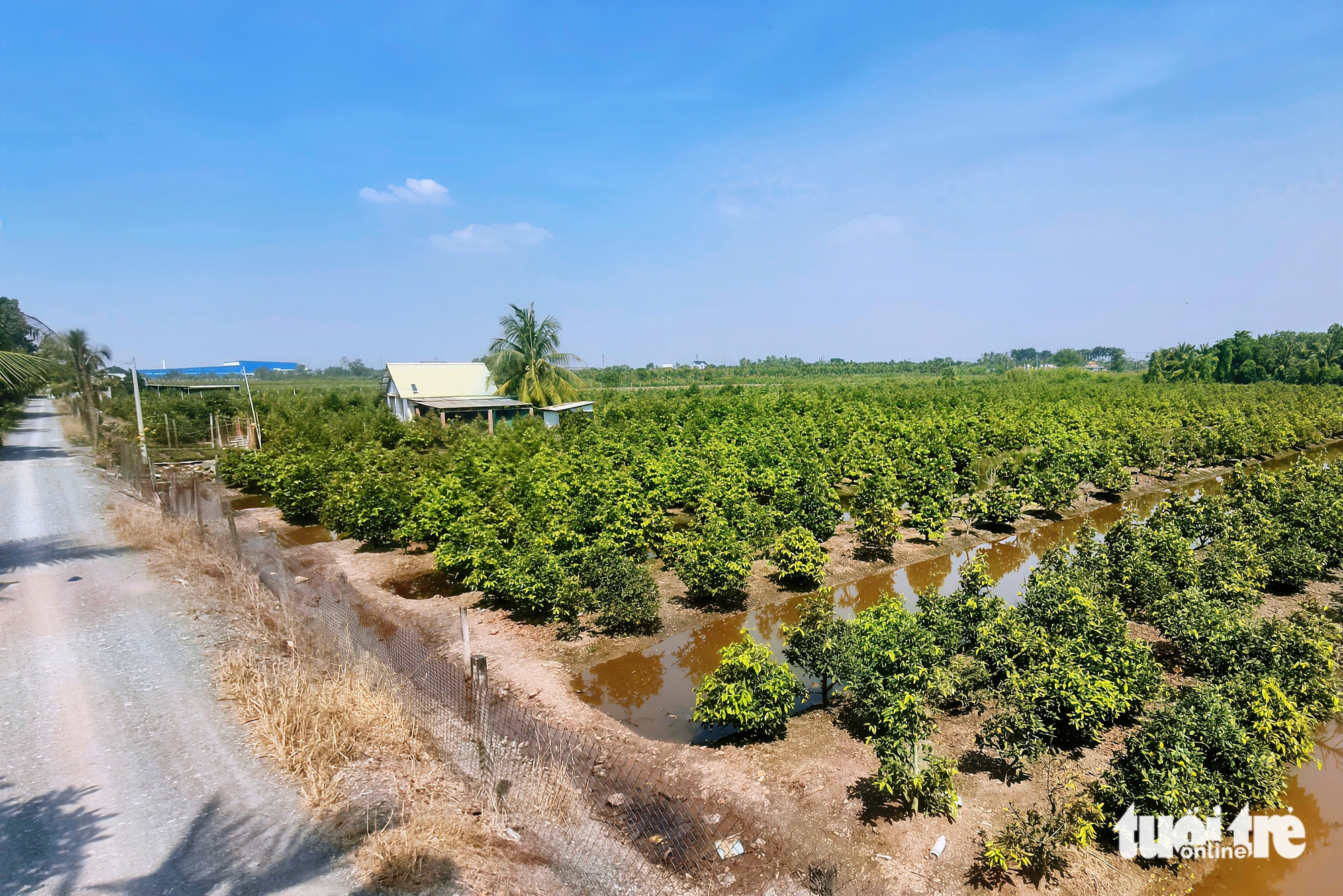 mai vàng - Ảnh 2.