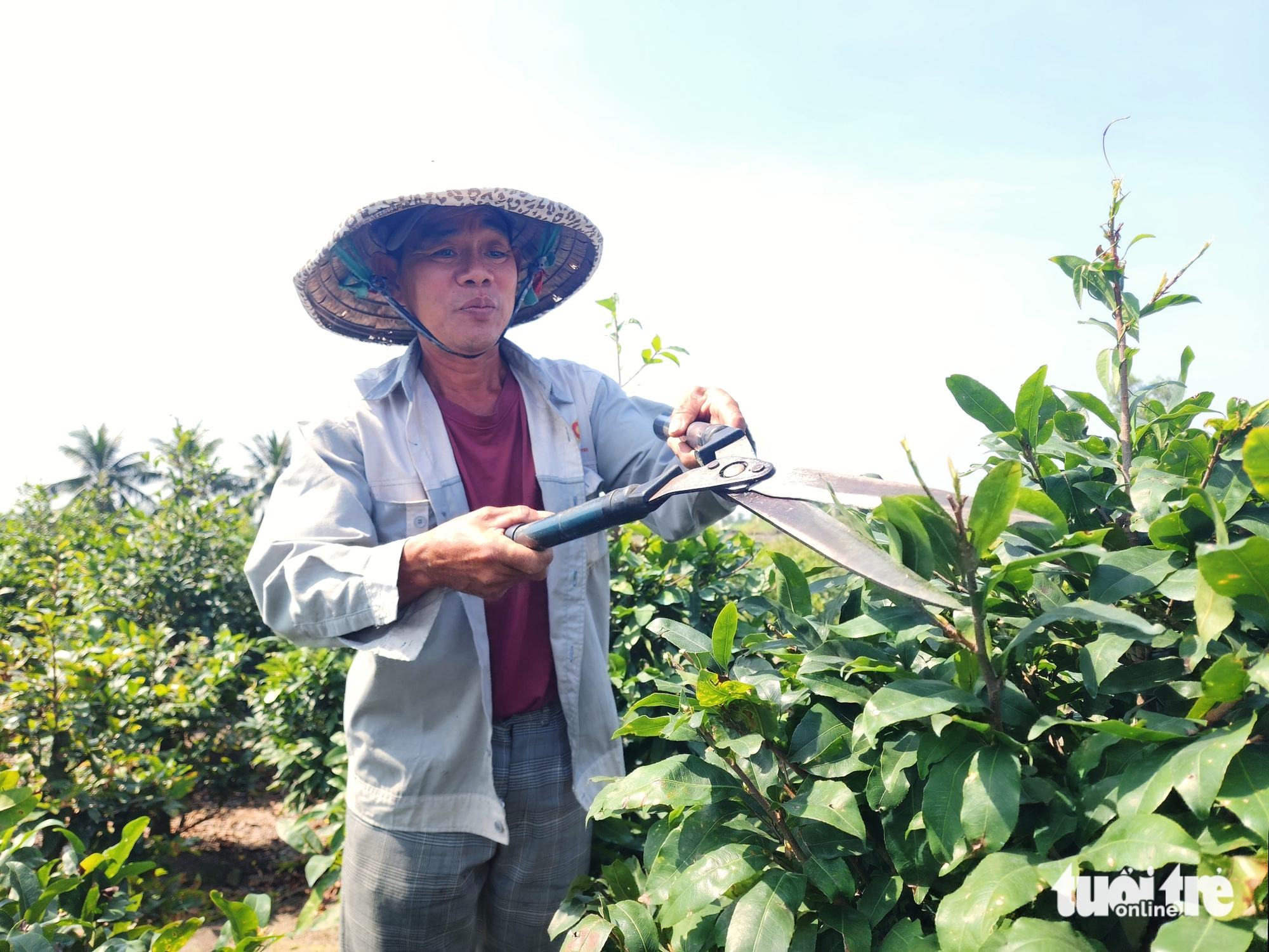 mai vàng - Ảnh 3.