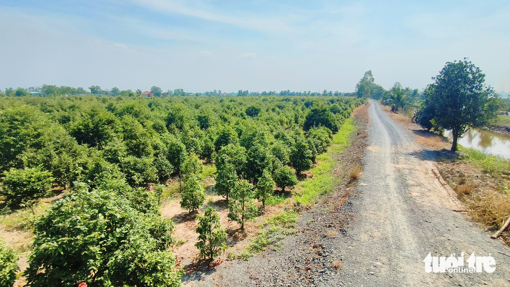 Làng mai vàng Bình Lợi ở TP.HCM tất bật chuẩn bị Tết Bính Ngọ - Ảnh 8.