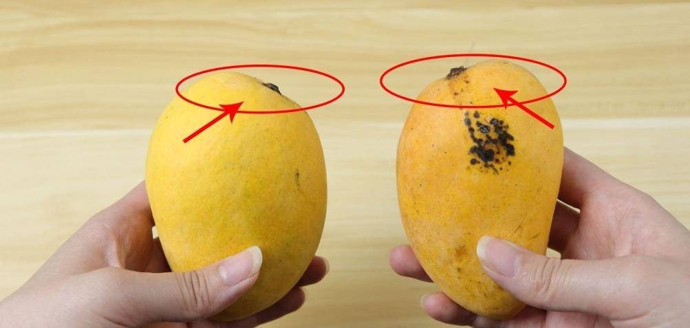 Khi mua xoài, nói đúng 1 câu này, người bán chột dạ và không dám qua mặt bạn- Ảnh 2. Khi mua xoài, nói đúng 1 câu này, người bán chột dạ và không dám qua mặt bạn- Ảnh 2.