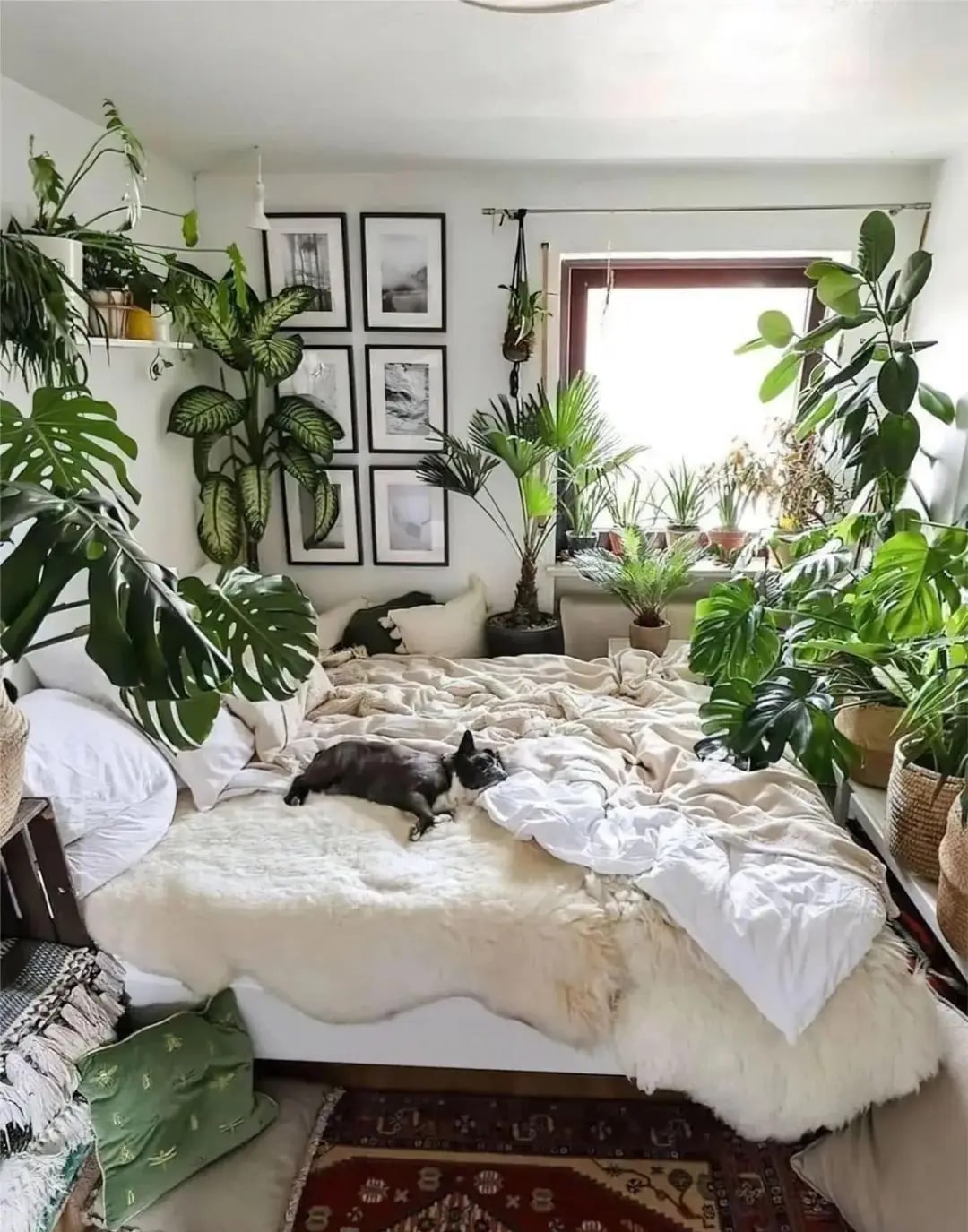 3 vị trí trong nhà thà để trống còn hơn trồng cây: Cây dễ chết, người uể oải- Ảnh 3. 3 vị trí trong nhà thà để trống còn hơn trồng cây: Cây dễ chết, người uể oải- Ảnh 3.