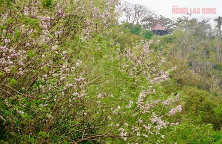 Hoa đỗ mai nở rộ hút hồn du khách đến với Vũng Tàu 3 Hoa đỗ mai nở rộ hút hồn du khách đến với Vũng Tàu - 2