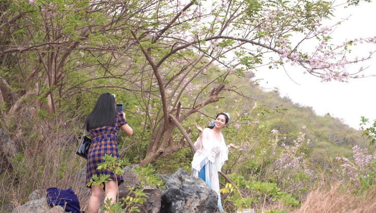 Hoa đỗ mai nở rộ hút hồn du khách đến với Vũng Tàu 5 Hoa đỗ mai nở rộ hút hồn du khách đến với Vũng Tàu - 4