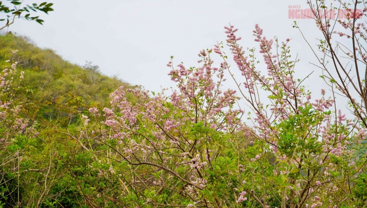 Hoa đỗ mai nở rộ hút hồn du khách đến với Vũng Tàu 4 Hoa đỗ mai nở rộ hút hồn du khách đến với Vũng Tàu - 3