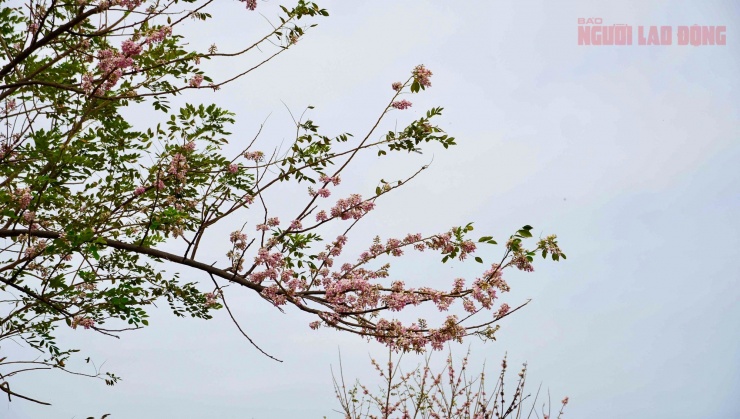 Hoa đỗ mai nở rộ hút hồn du khách đến với Vũng Tàu 6 VIDEO: Du khách thích thú chụp hình bên hoa đỗ mai nở rộ ở Vũng Tàu